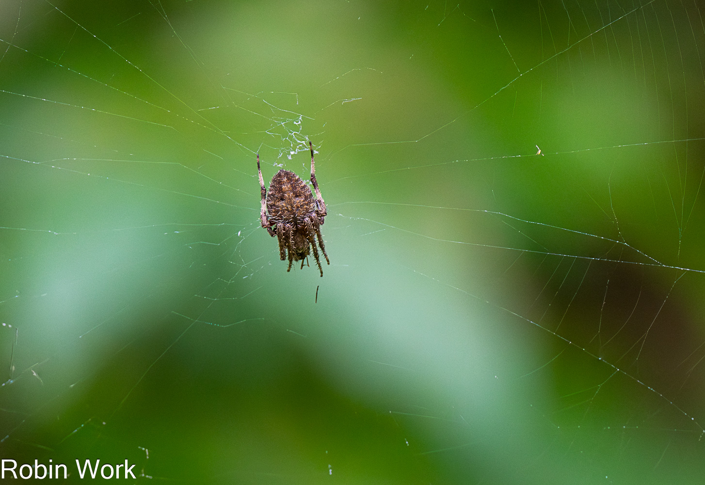 D50_0133-Edit.jpg