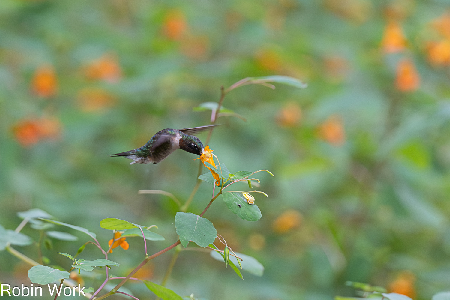 D50_0137.jpg