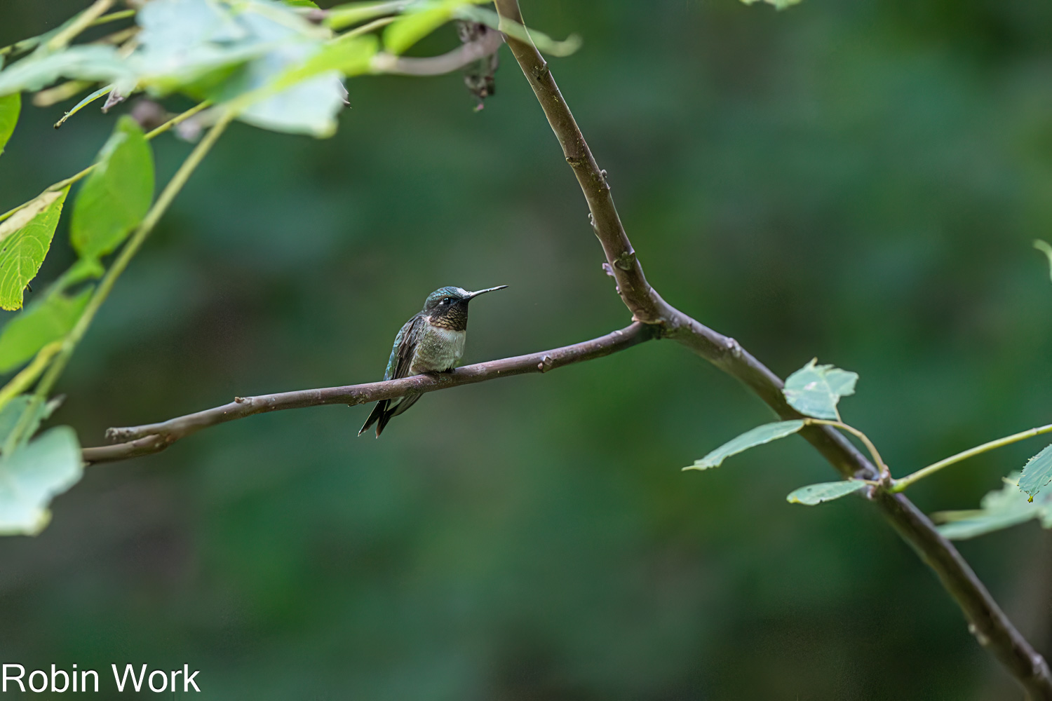 D50_0158-Edit.jpg