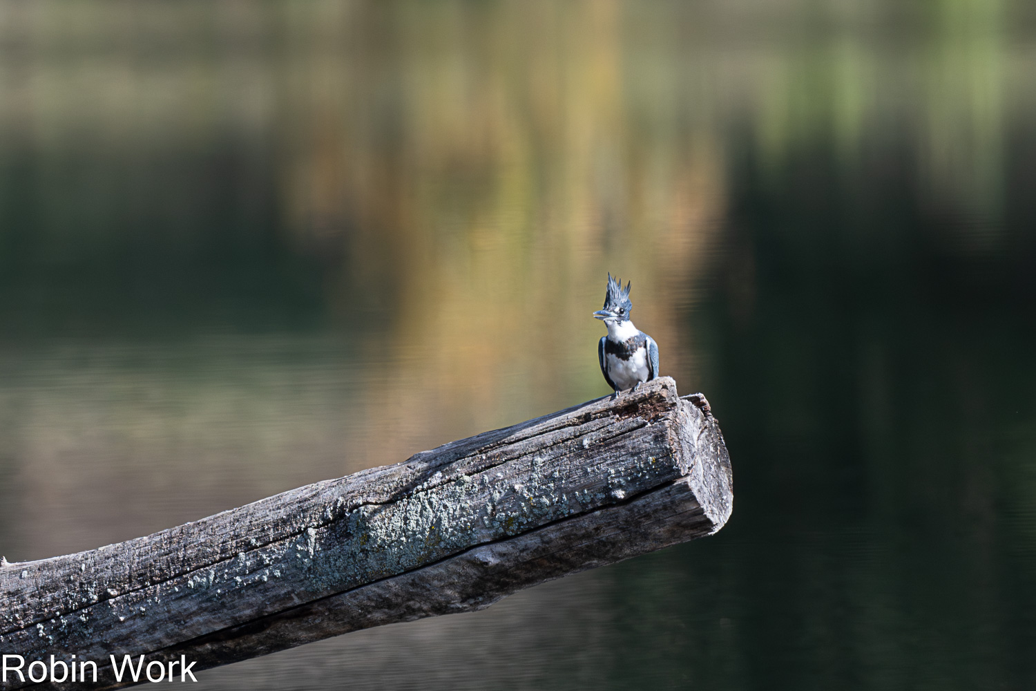 D50_0608.jpg