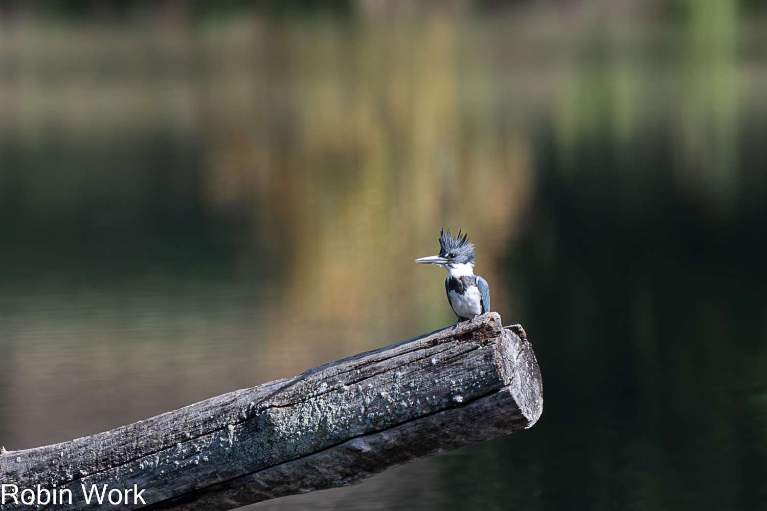 D50_0610.jpg