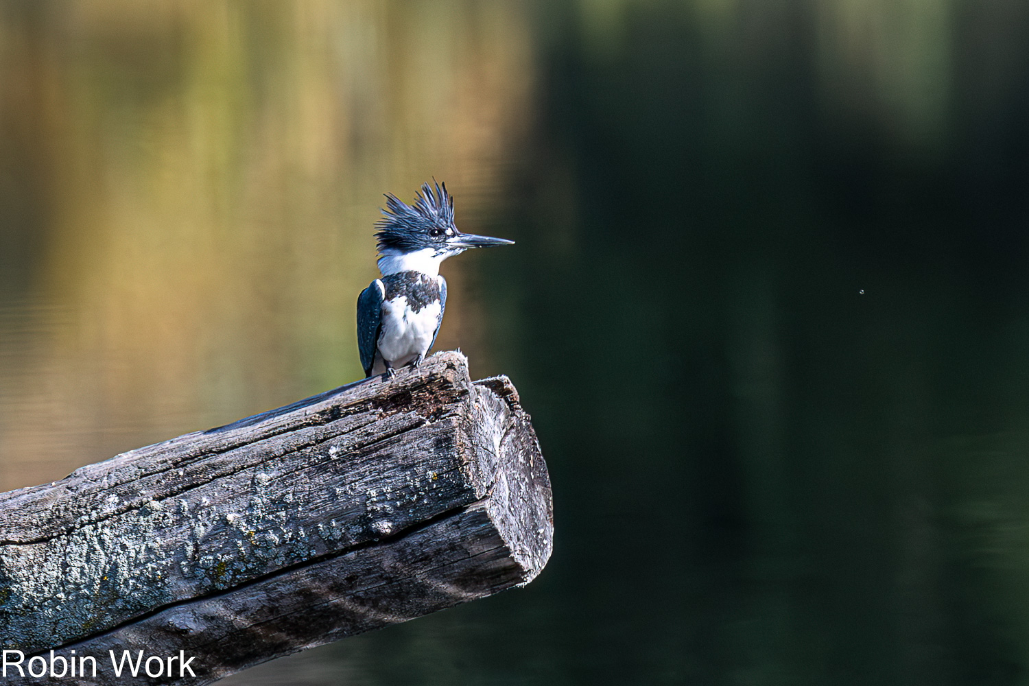 D50_0611-Edit.jpg