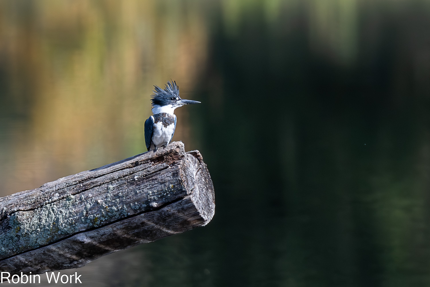 D50_0612-Edit.jpg