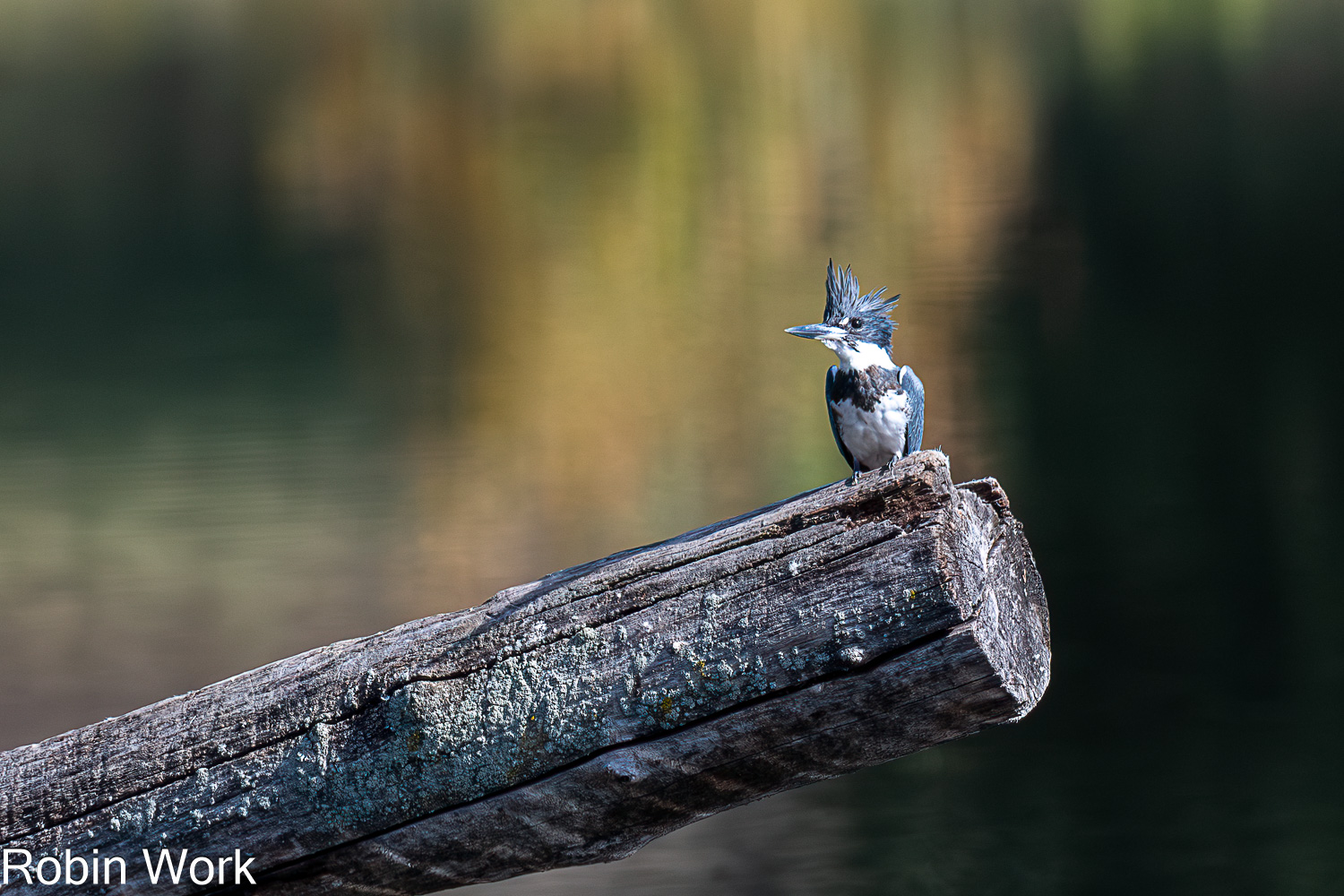 D50_0613-Edit.jpg