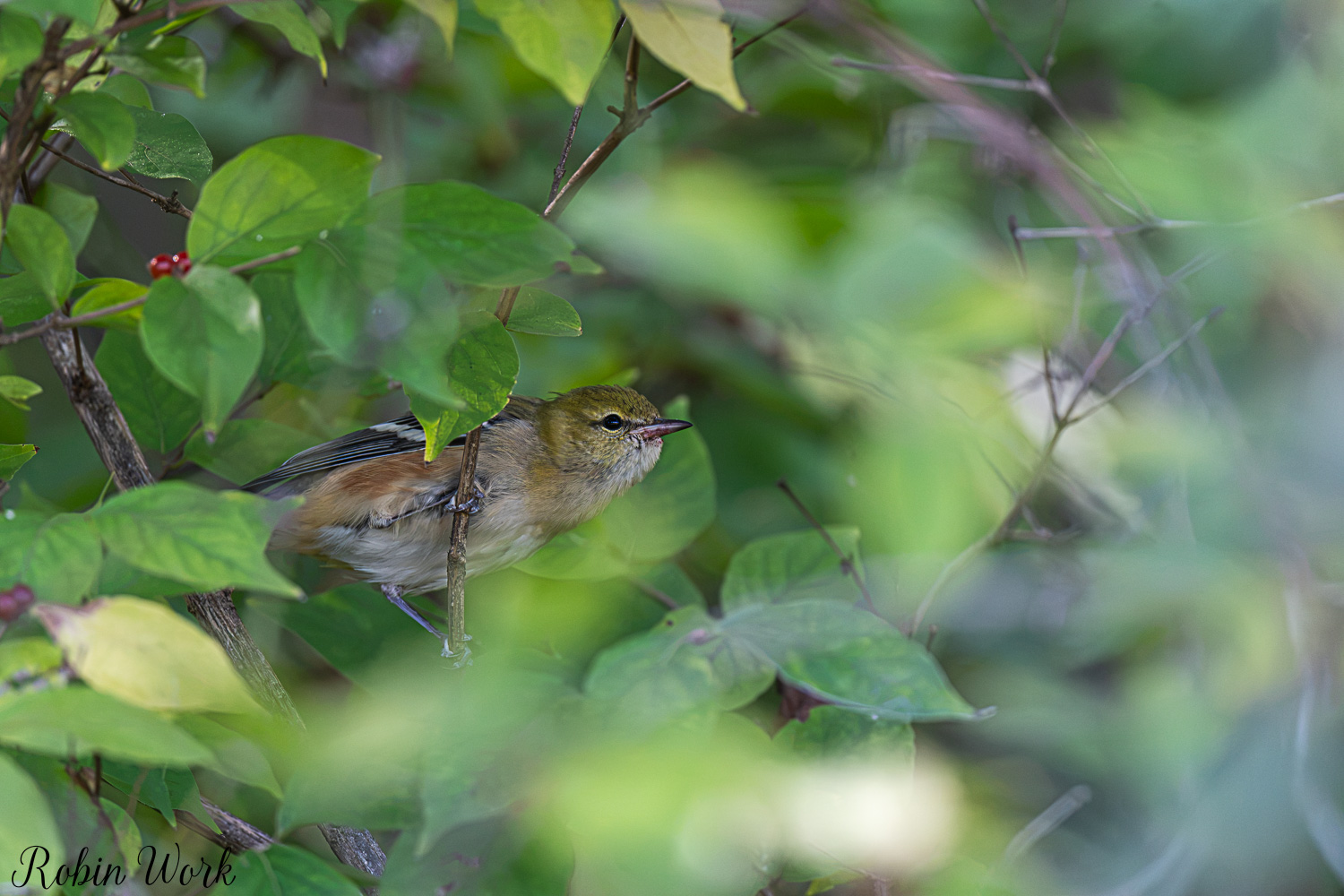 D50_0811.jpg