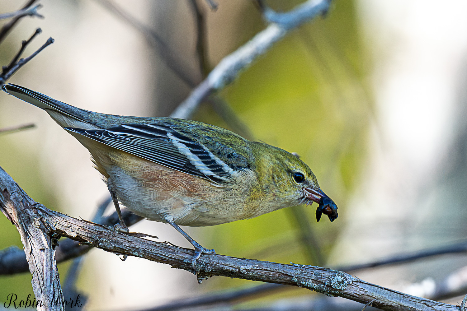D50_0834.jpg