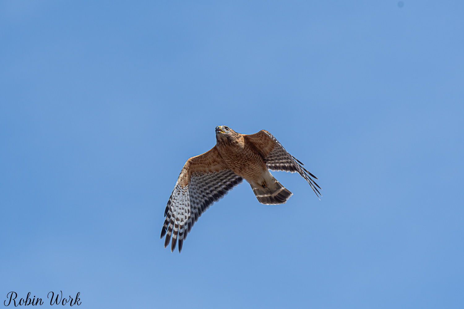D50_2518.jpg