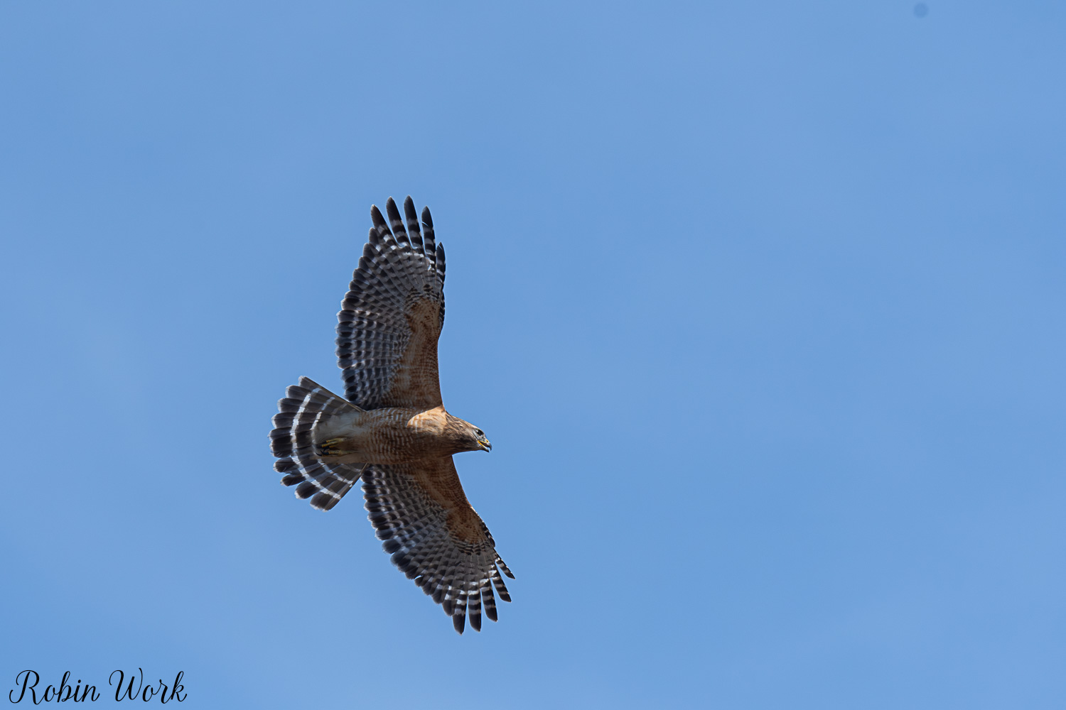D50_2533.jpg