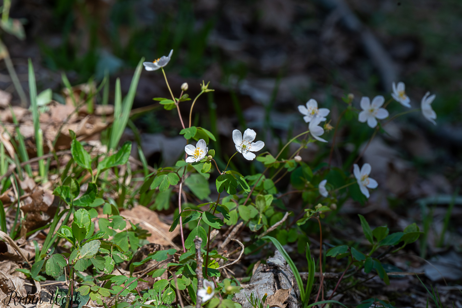 D50_2884.jpg