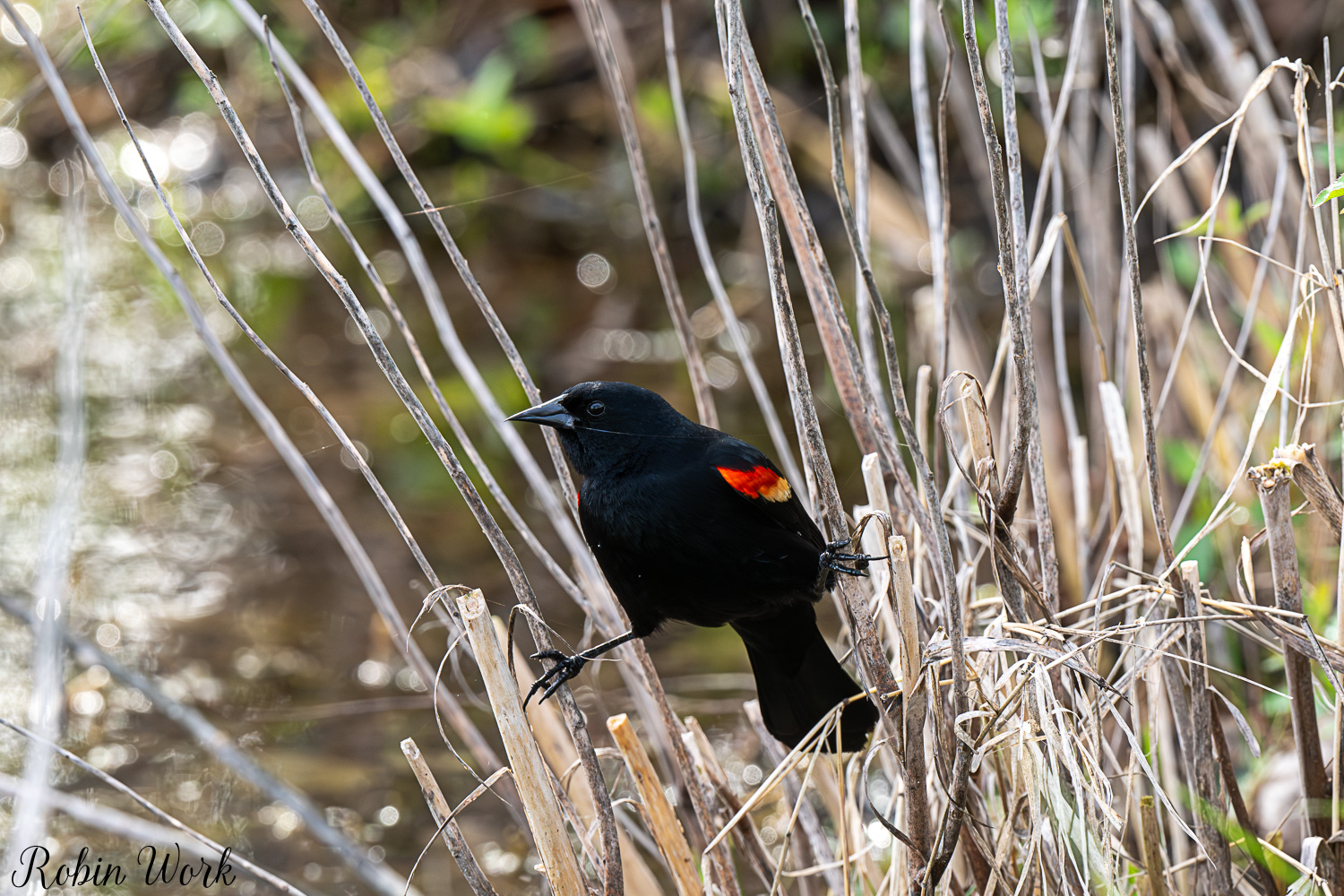 D50_2936.jpg