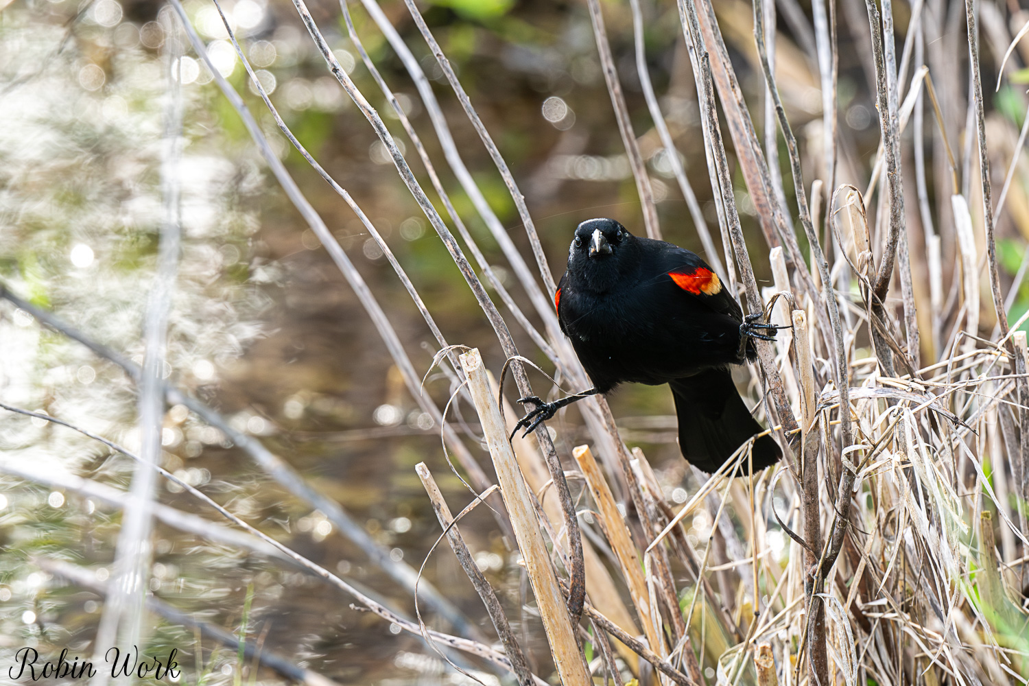 D50_2941.jpg