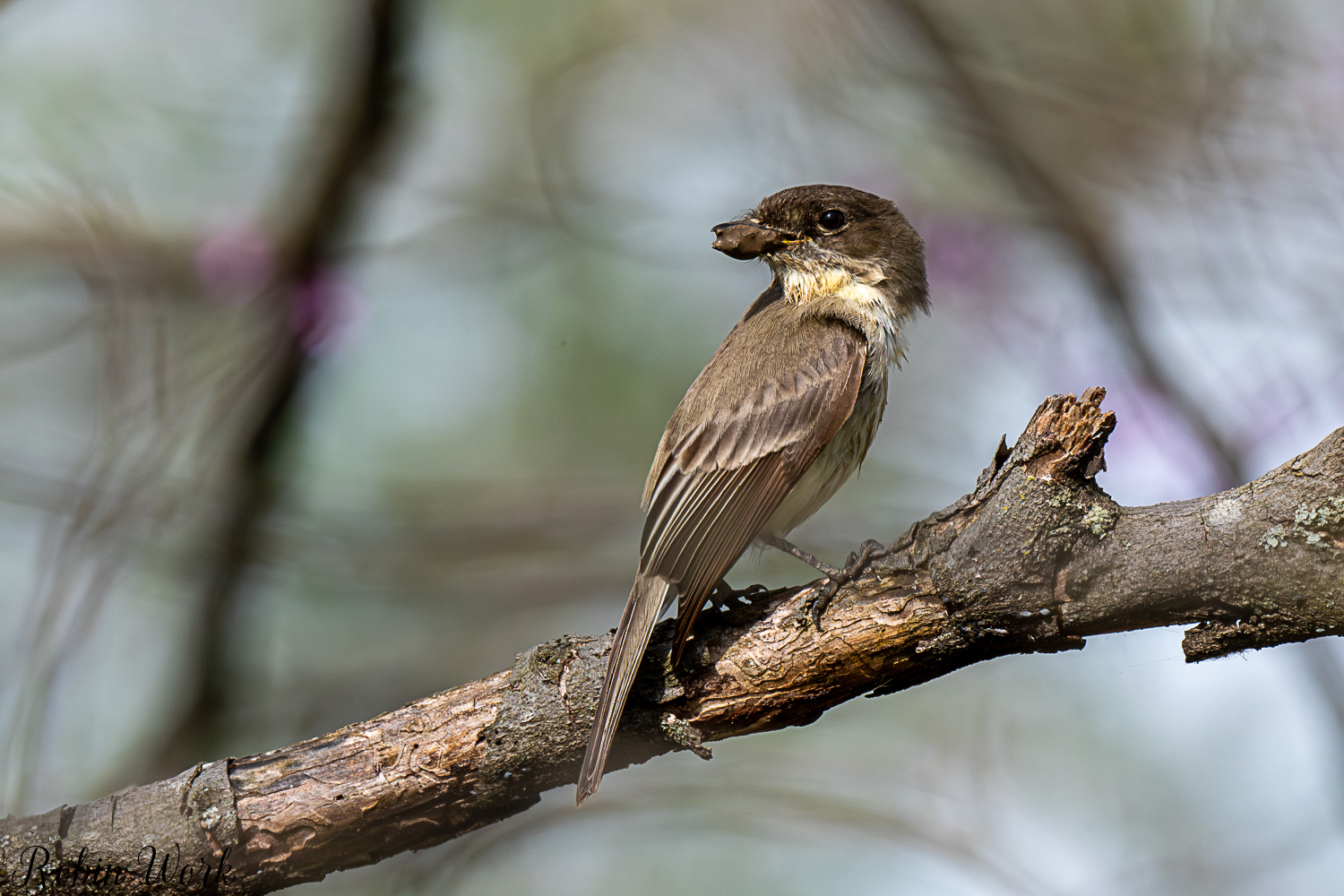 D50_2996.jpg