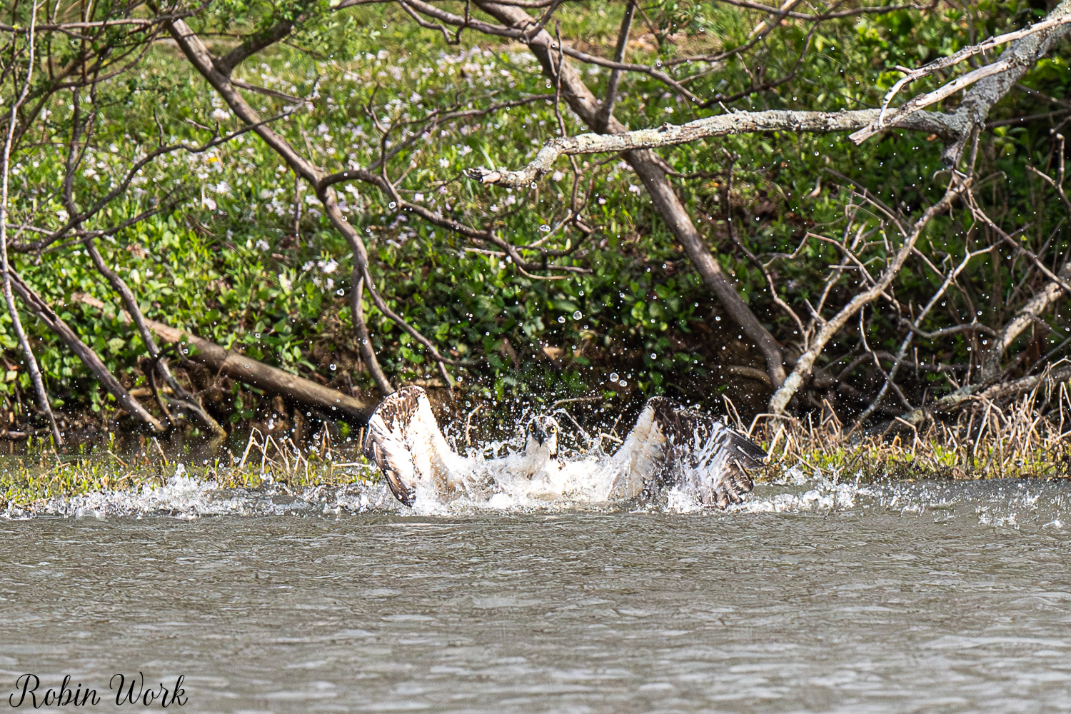 D50_3059.jpg