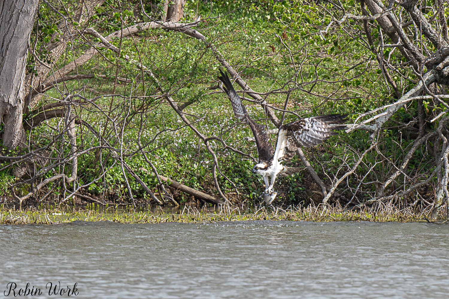 D50_3064.jpg