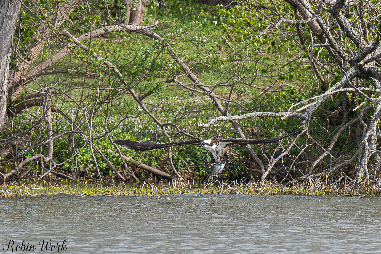 D50_3065.jpg