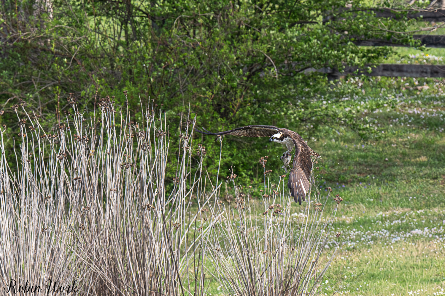 D50_3077-Edit.jpg