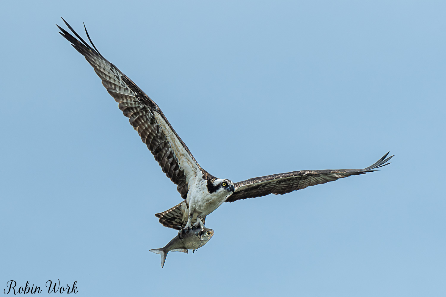 D50_3089.jpg