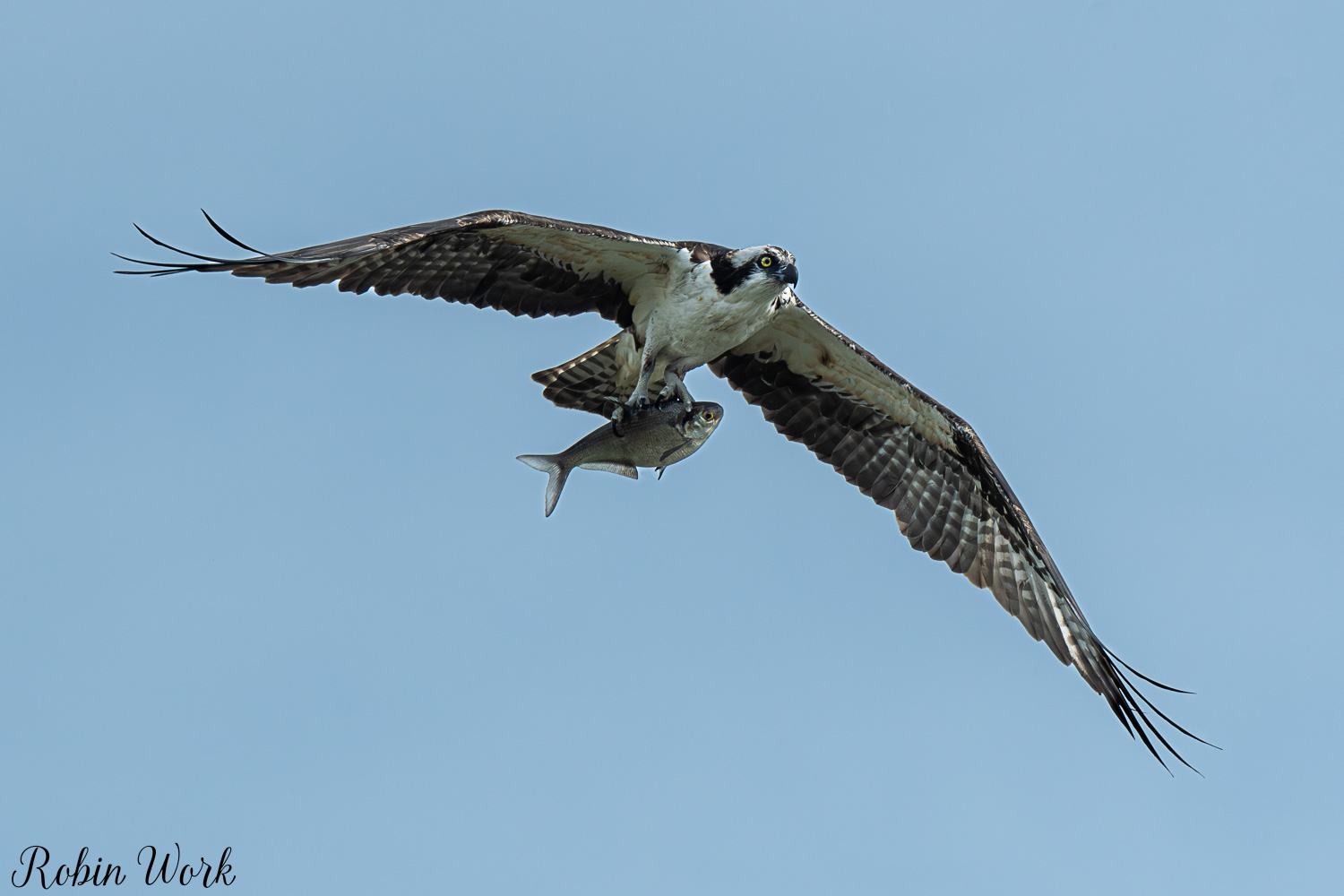 D50_3090.jpg