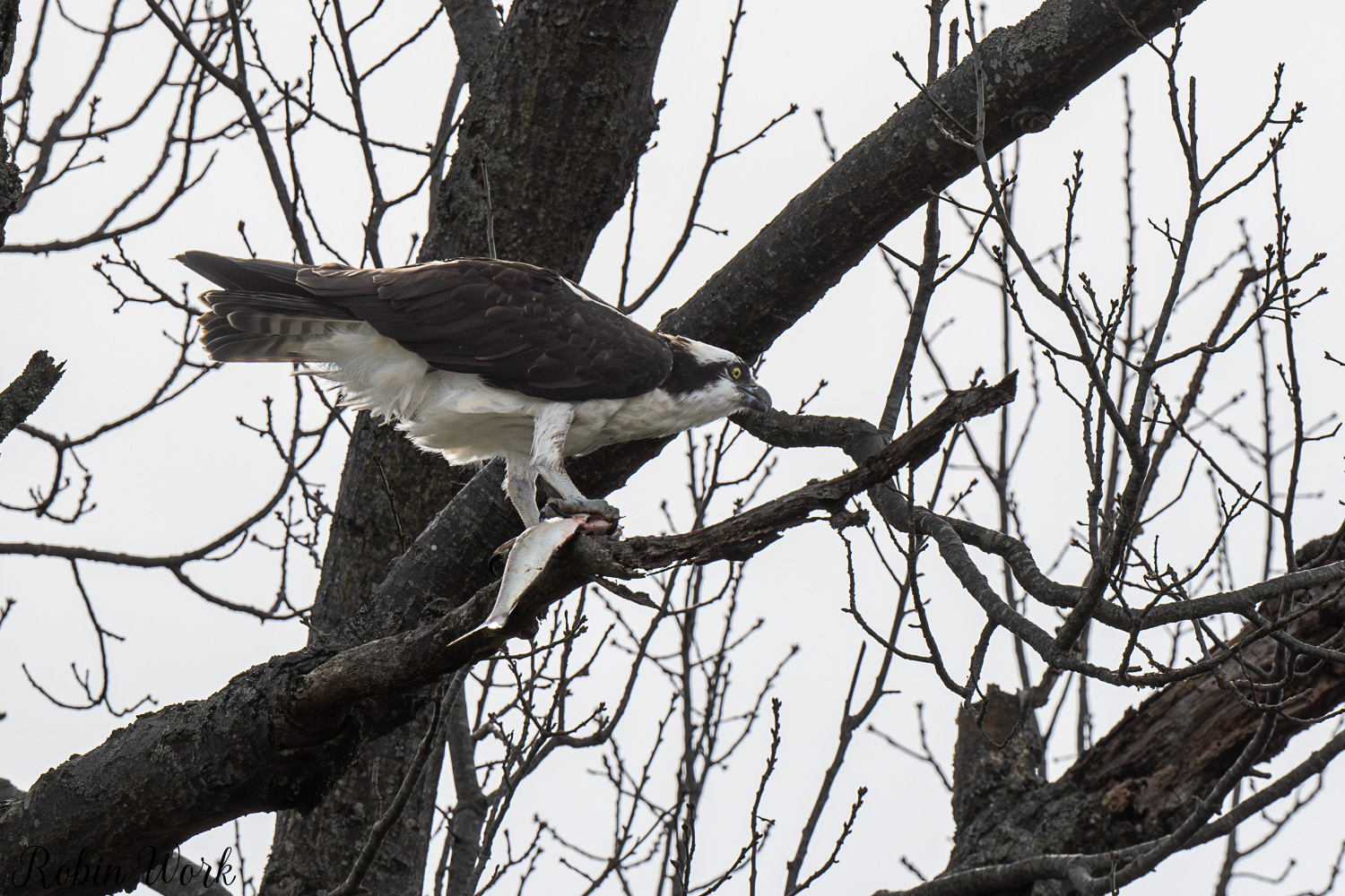 D50_3123.jpg