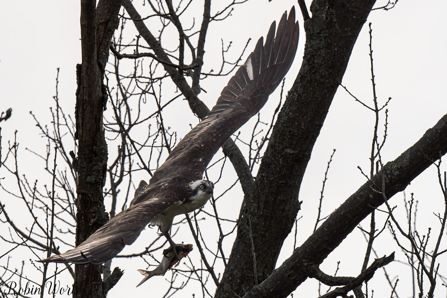 D50_3129.jpg