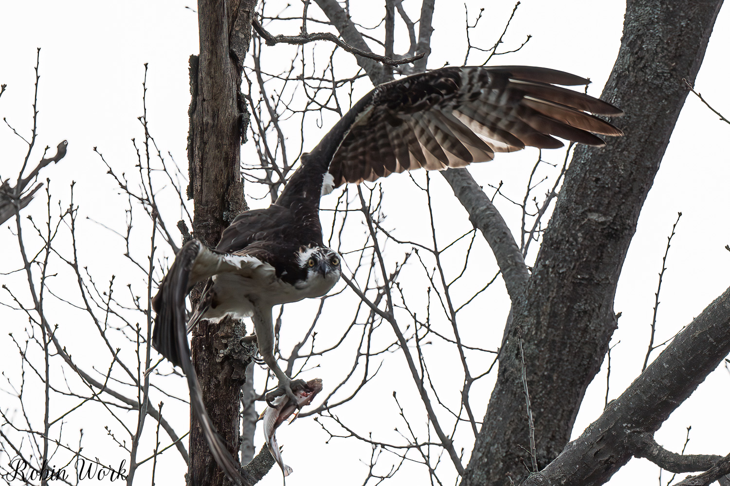 D50_3130-Edit.jpg