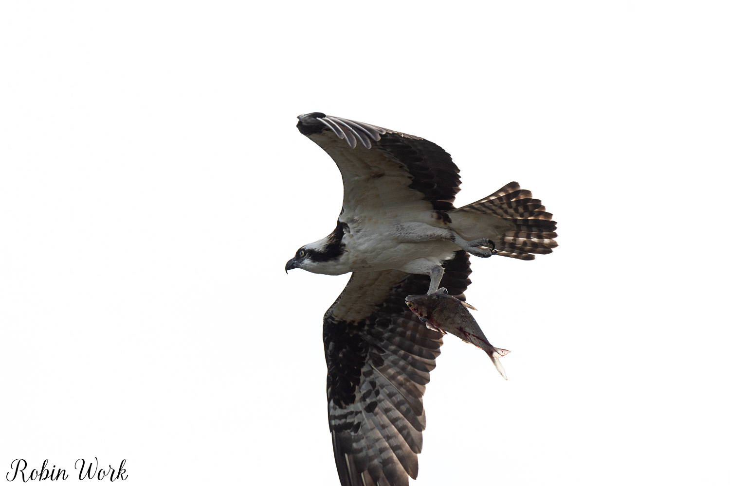 D50_3134.jpg