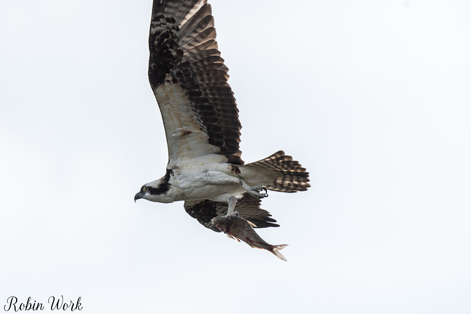 D50_3135.jpg