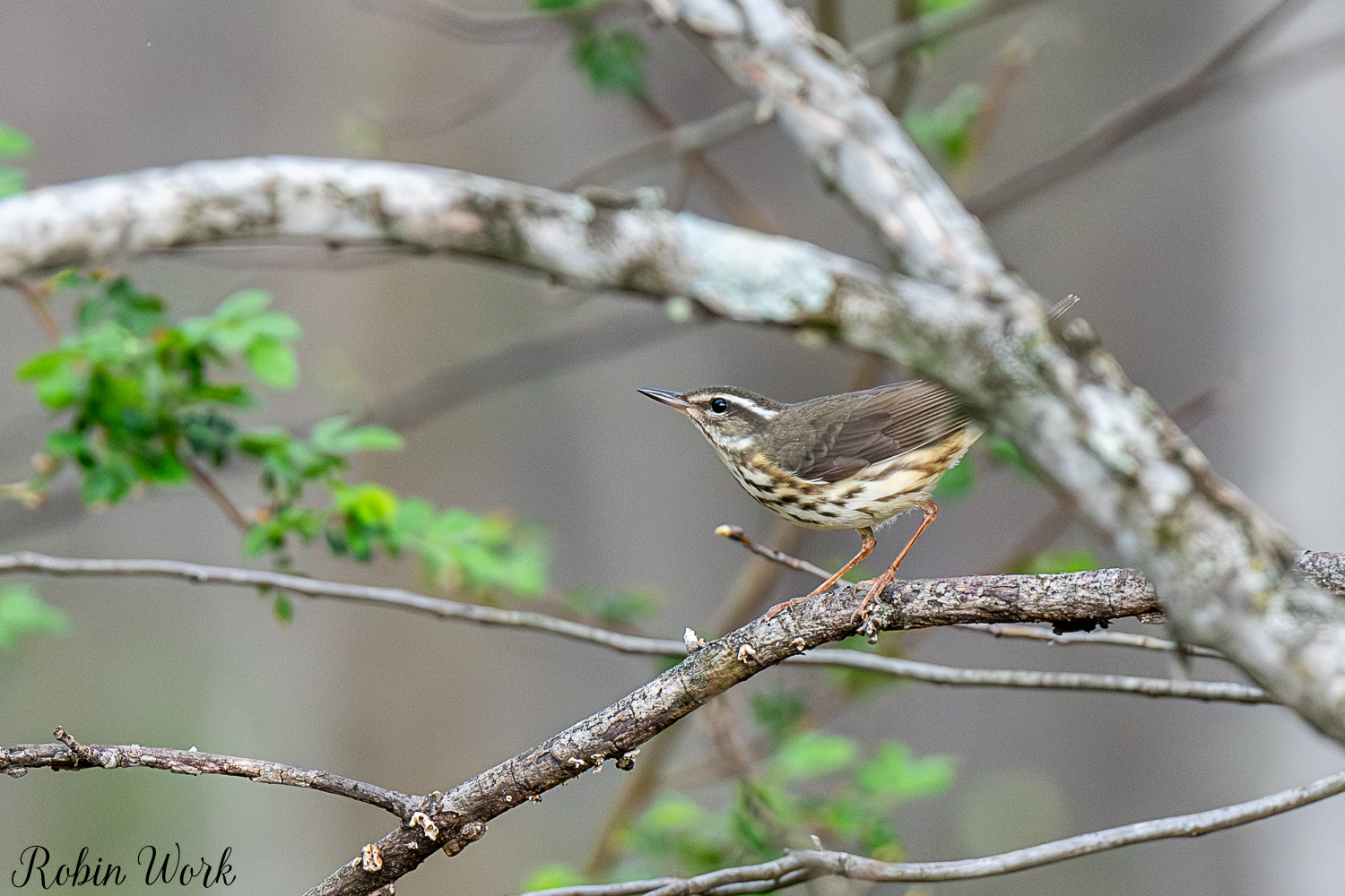 D50_3153.jpg