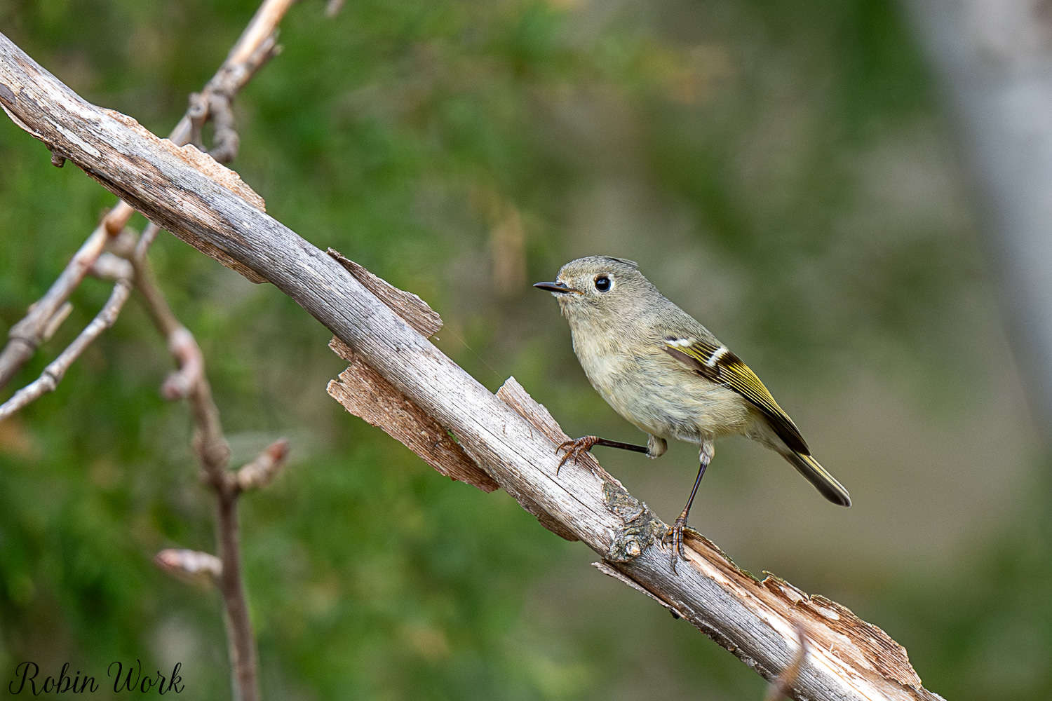D50_3347.jpg