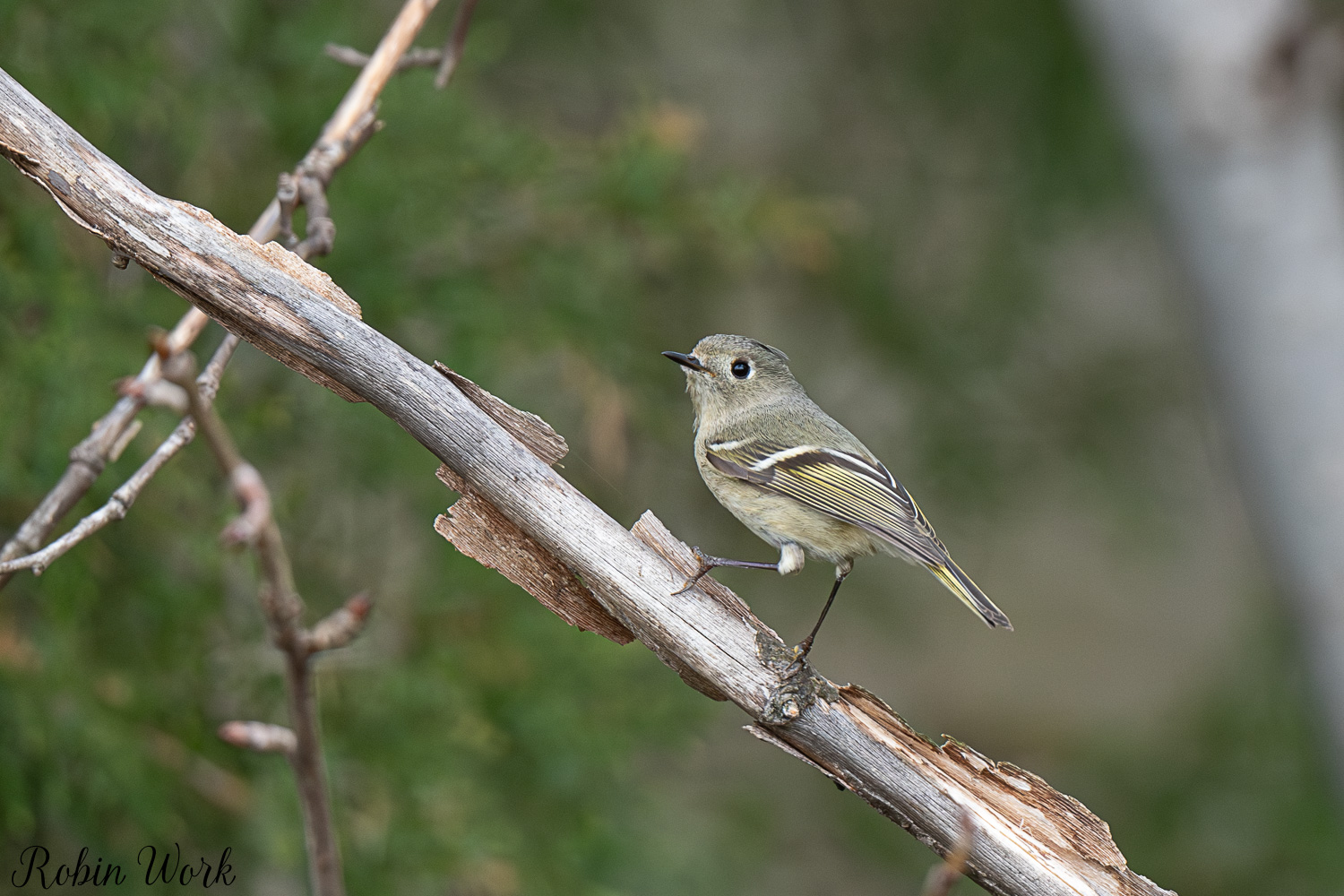 D50_3353.jpg