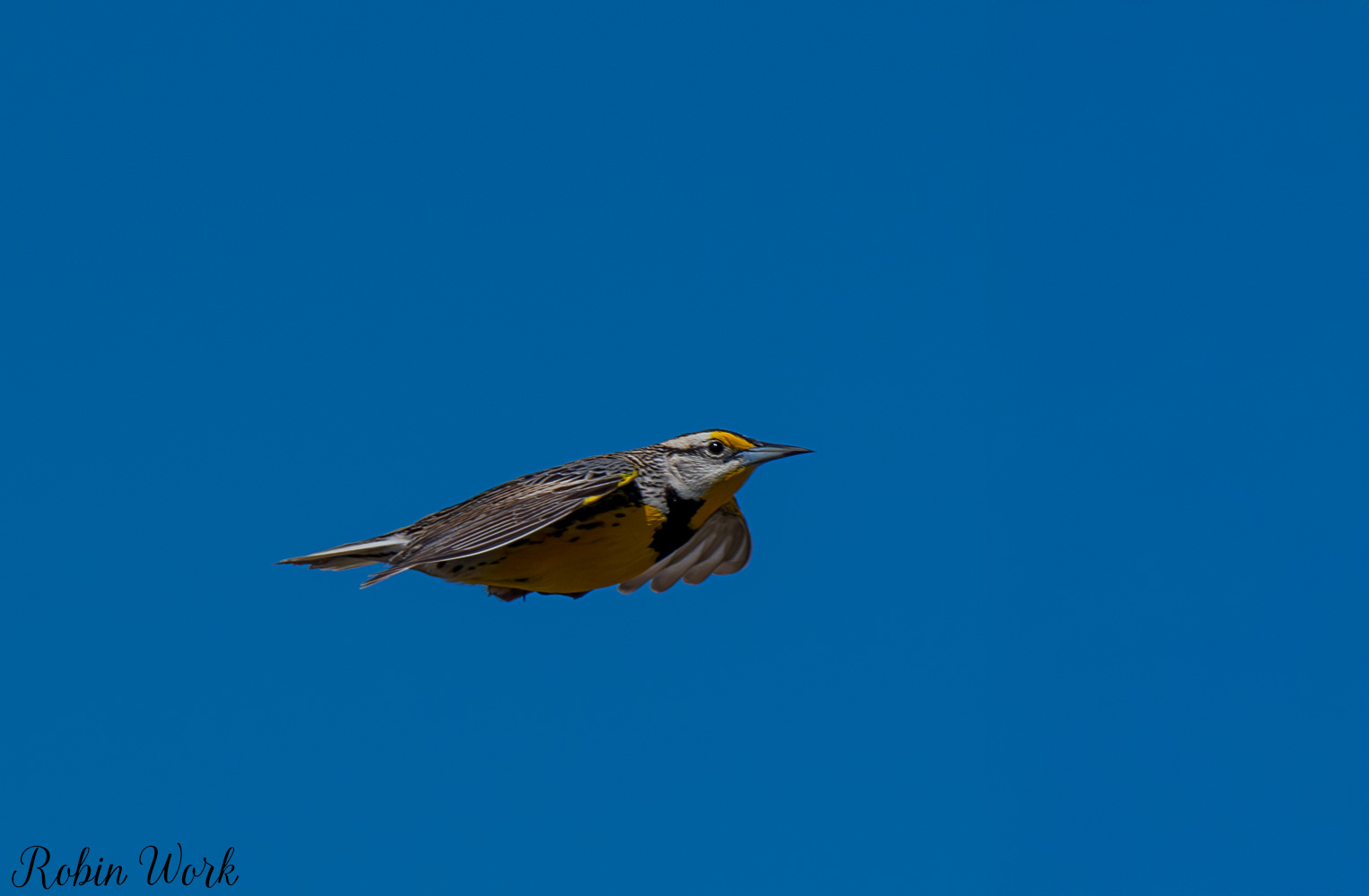 D50_3484-Edit.jpg