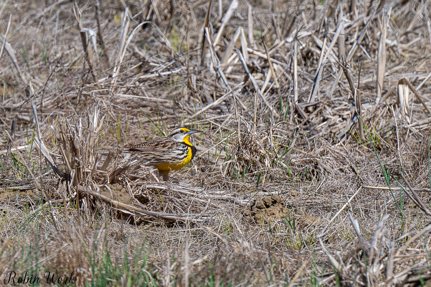 D50_3511.jpg