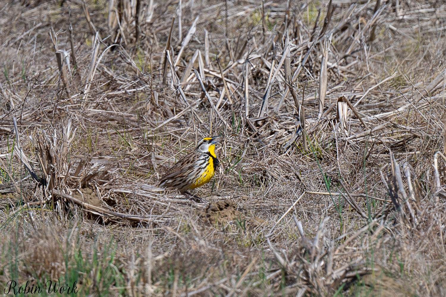 D50_3520.jpg