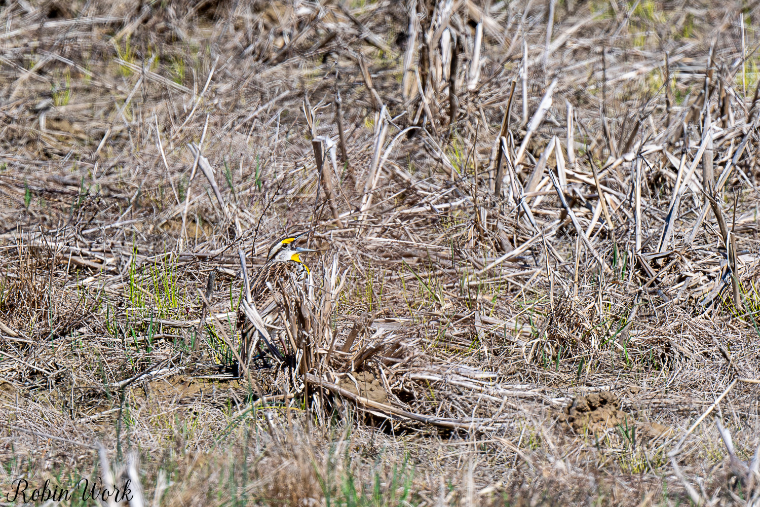 D50_3525.jpg