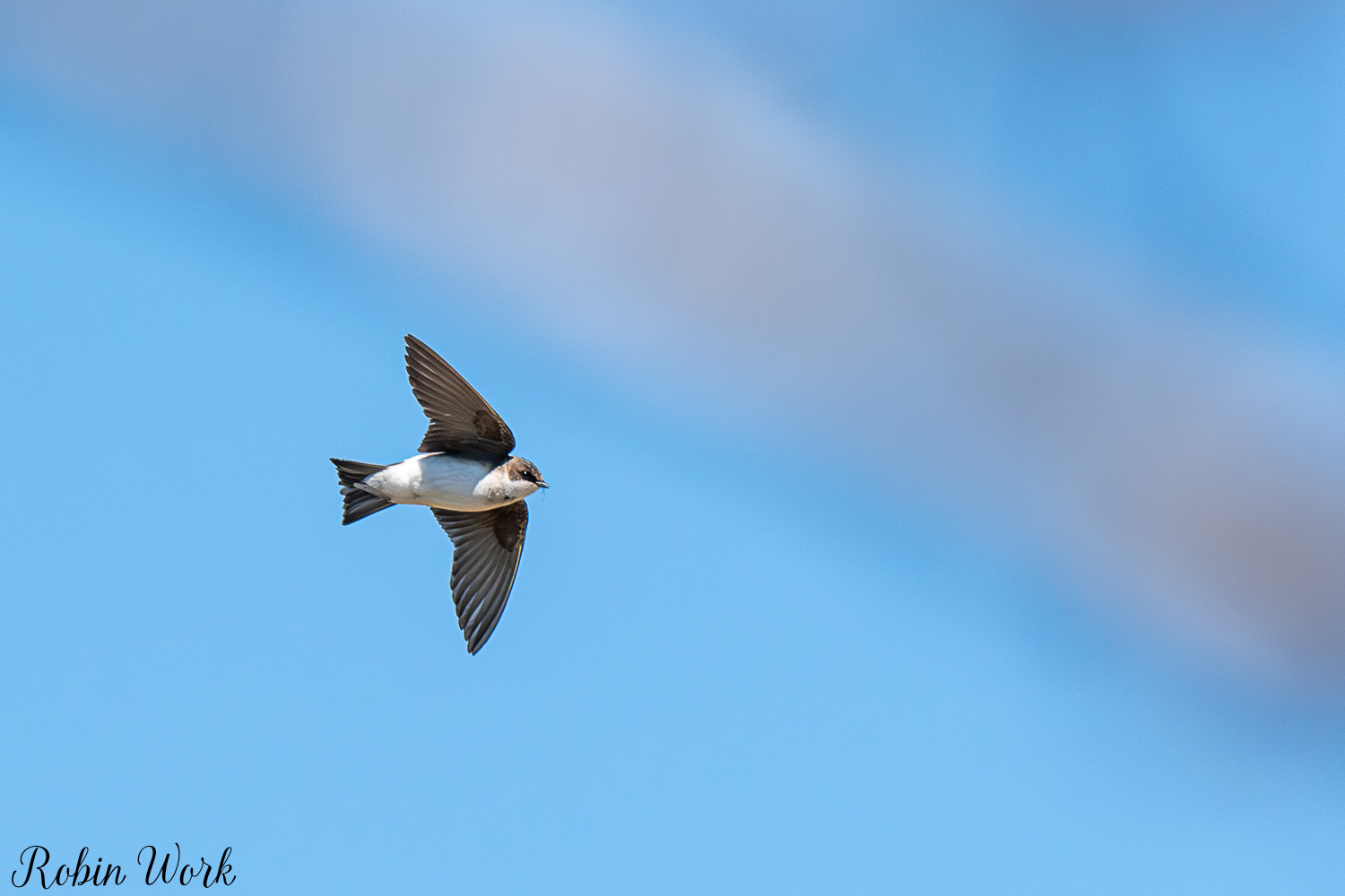 D50_3546.jpg