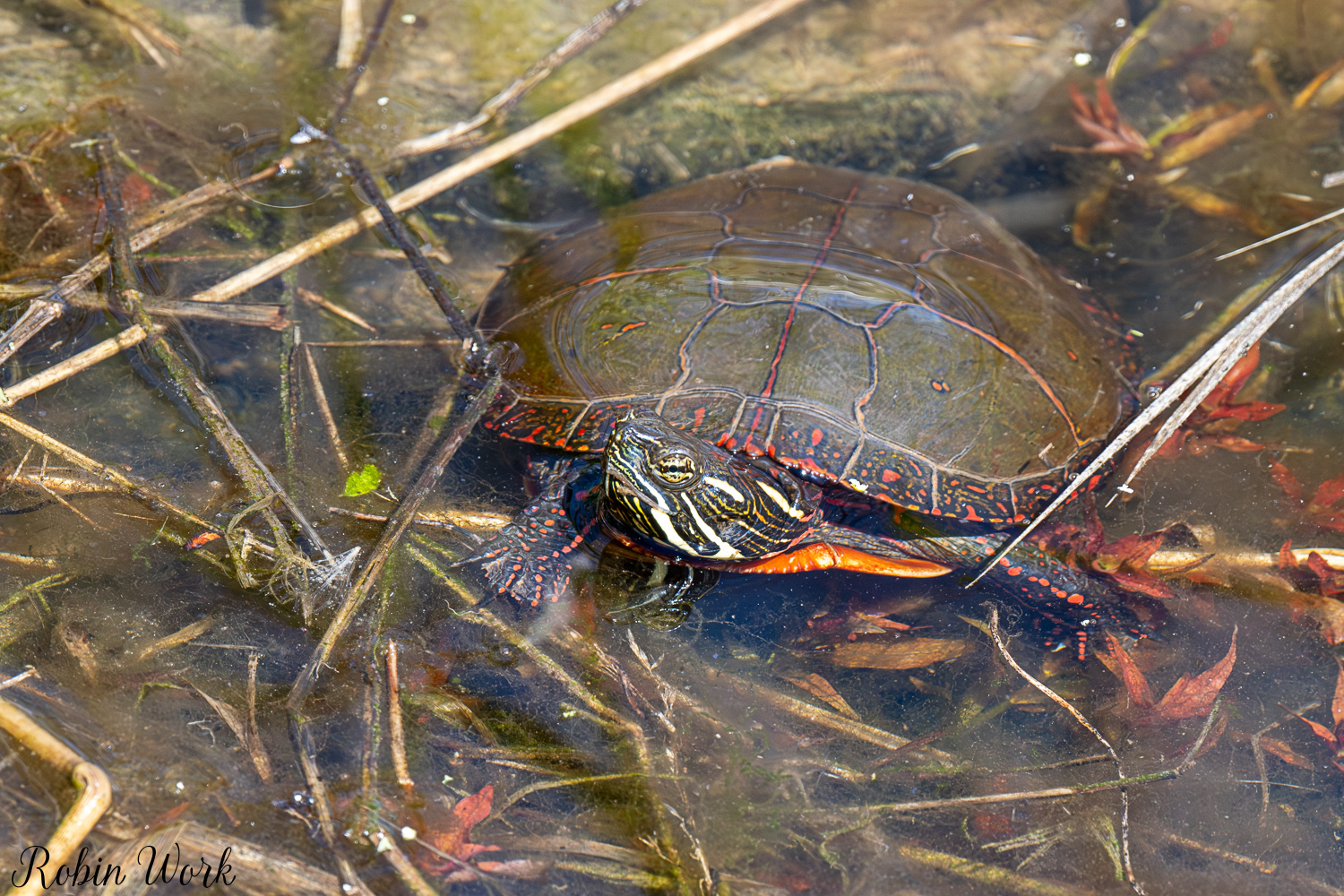 D50_3588.jpg