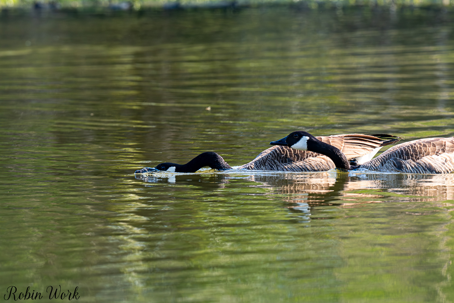 D50_3613.jpg