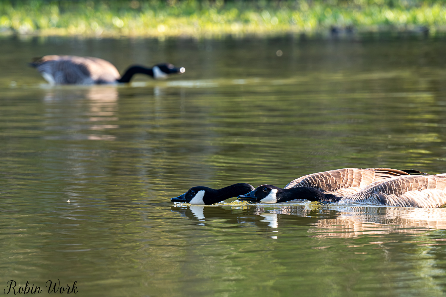D50_3615.jpg