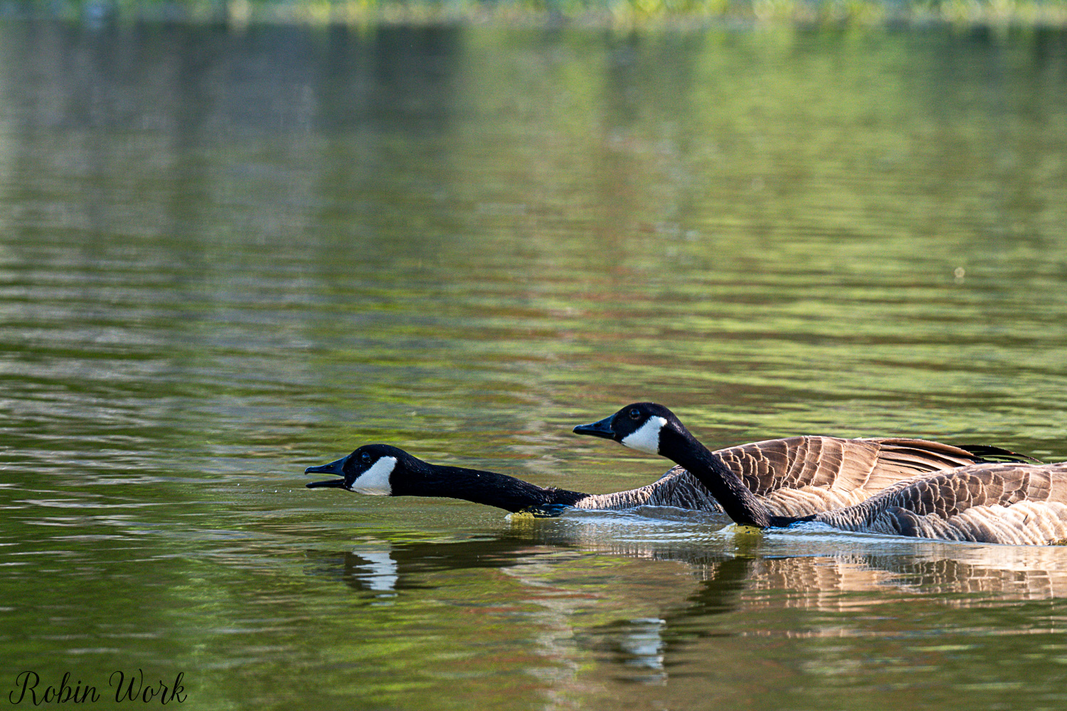 D50_3622.jpg