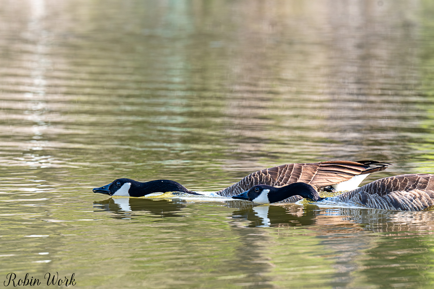 D50_3624.jpg