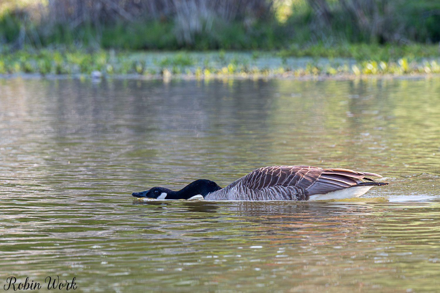 D50_3629.jpg