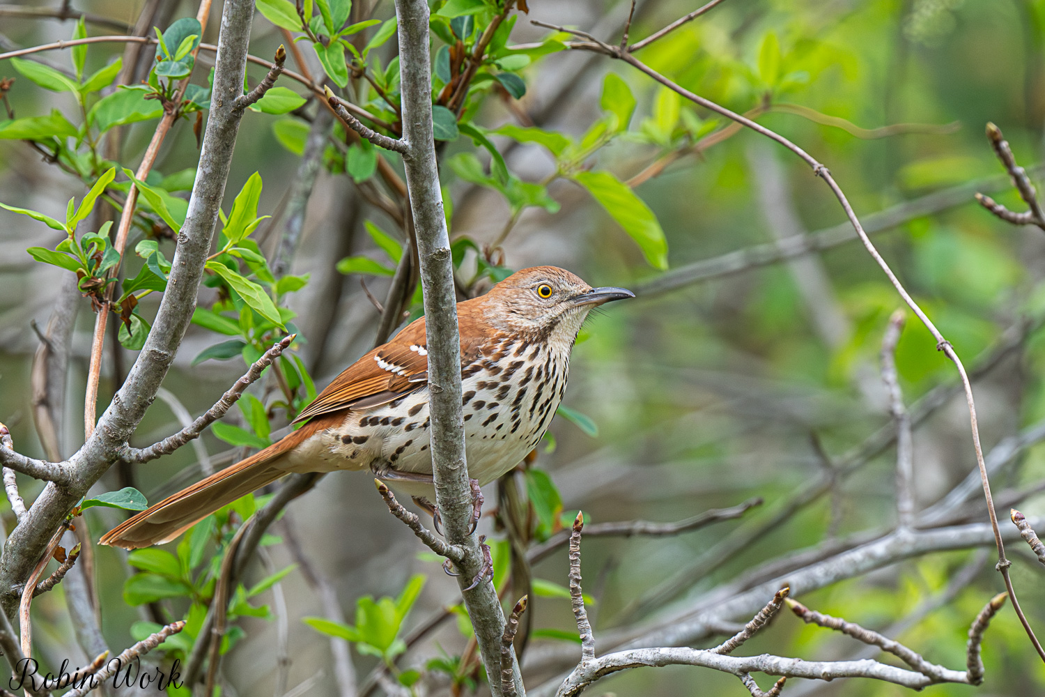 D50_3675.jpg