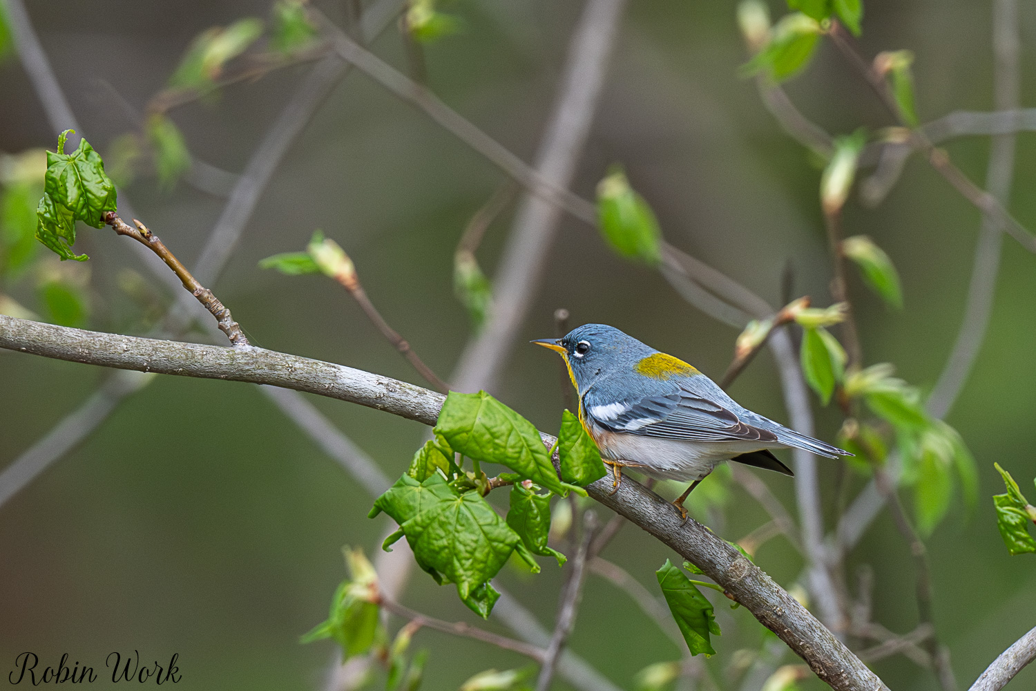 D50_3719.jpg