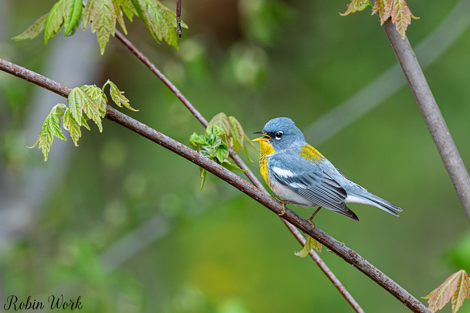 D50_3771.jpg