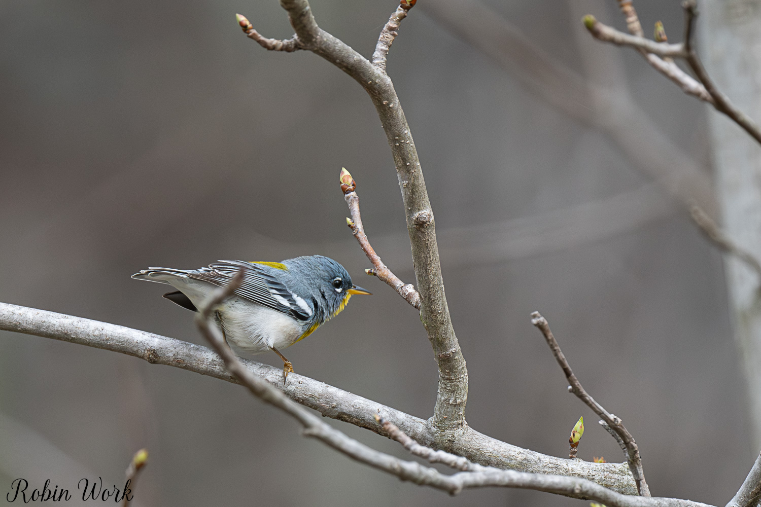 D50_3789.jpg