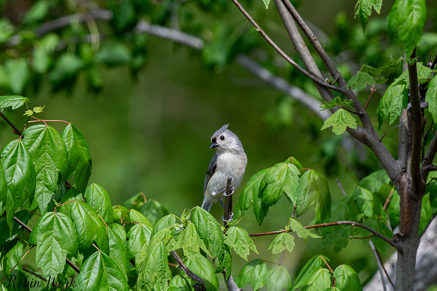 D50_3908.jpg