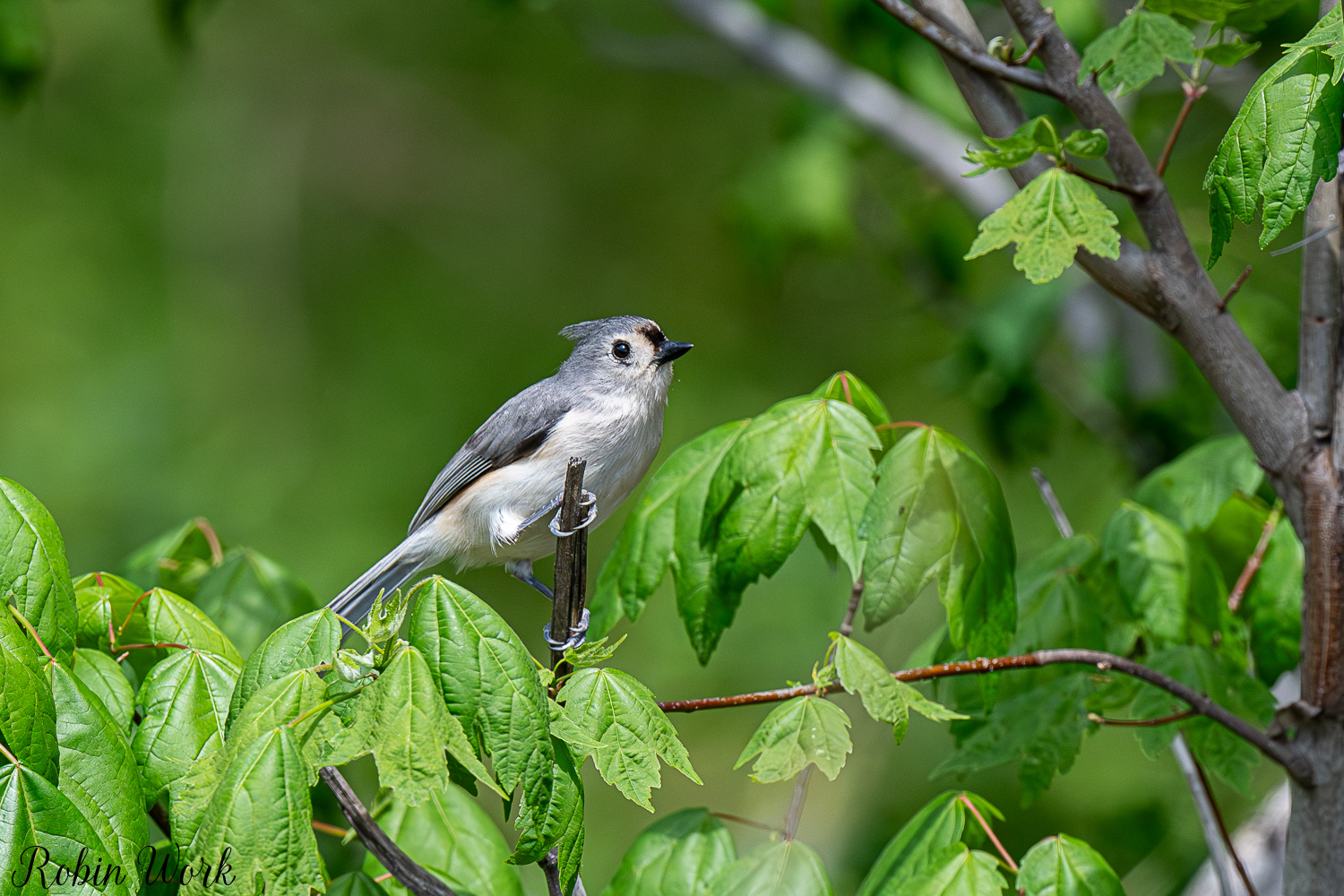 D50_3914.jpg