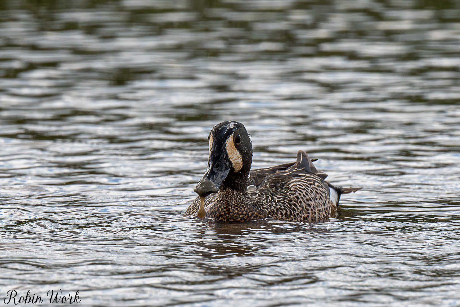D50_3992.jpg