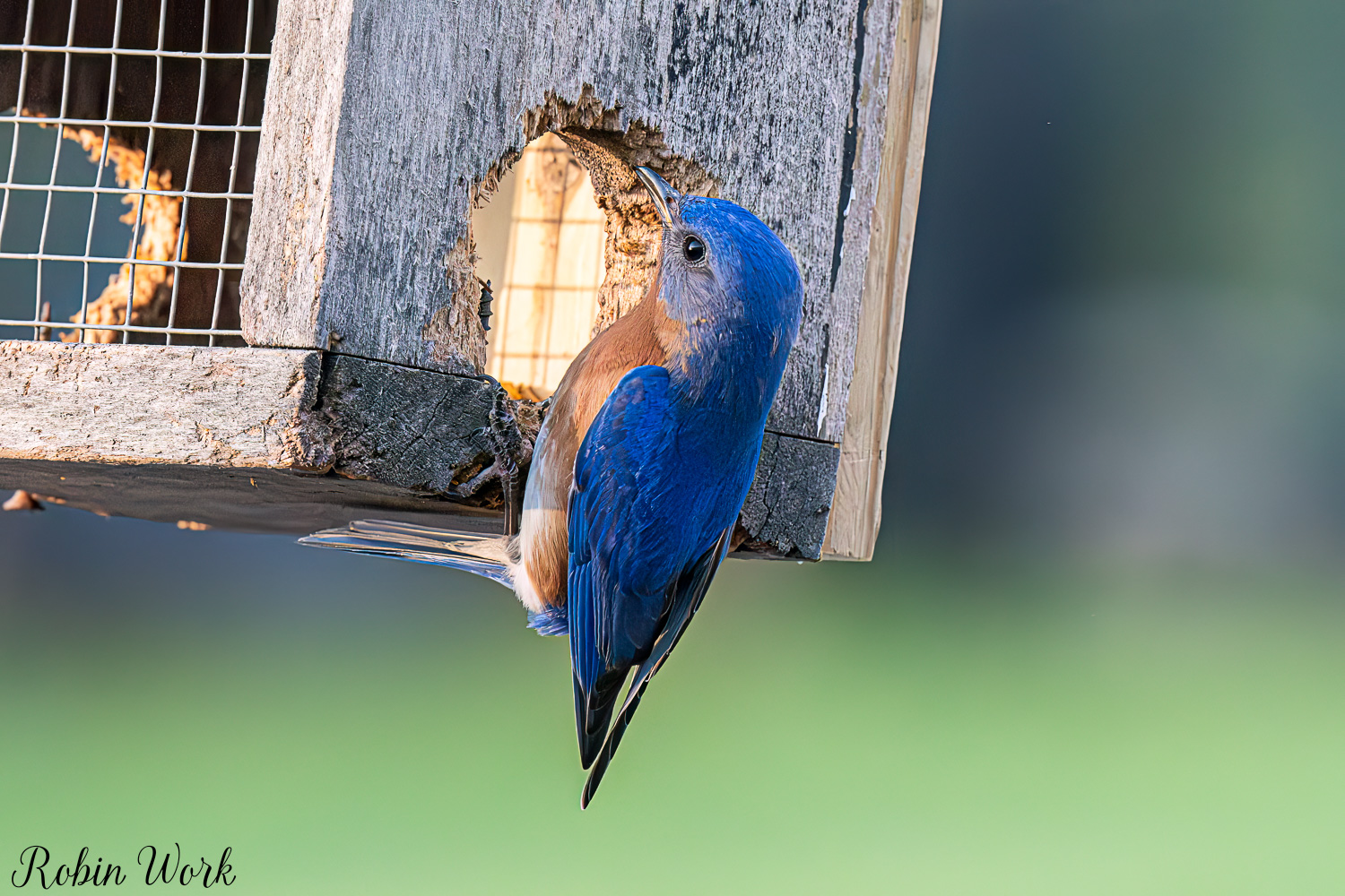 D50_4060-Edit.jpg