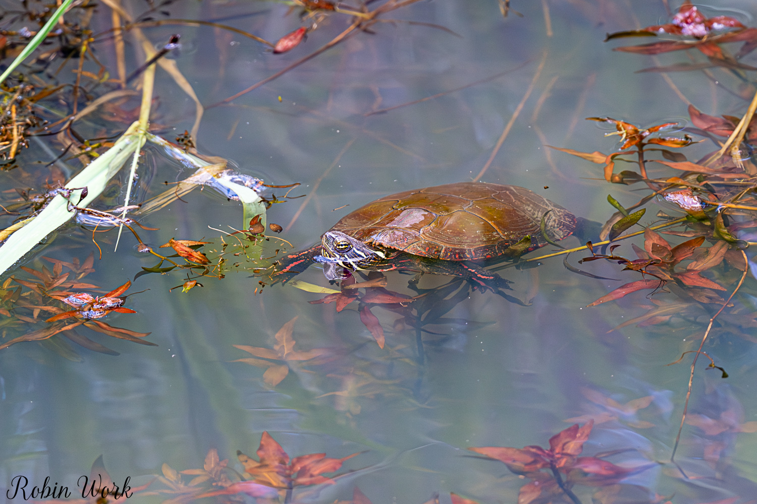 D50_4282.jpg